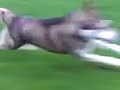 Border Terrier chasing Husky