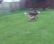 Border Terrier video