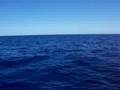 balene a Capo S.Marco