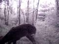 Pine thicket fawn