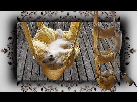 DIY 😻 Hängekissen Schaukel für Katzen | handmade Cats Trapeze