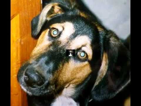 chien sauvage