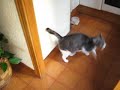 Nermal loves turkey