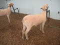 Sheep Video