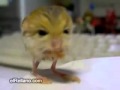 Gerbo Pigmeo