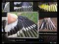 videos de LaBORINg + Google + PicLens