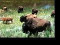 Bison roam Yellowstone