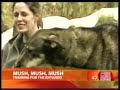 Iditarod on Good Morning America