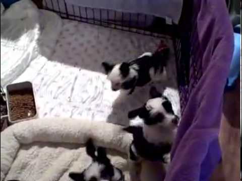 New Litter