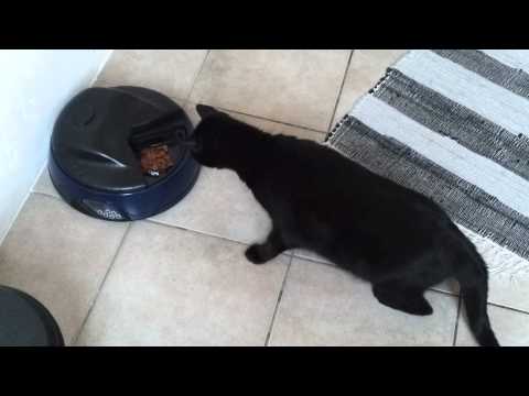 Futterautomat CALL-O-MATIC für Katzen oder Hunde ---die erste Begegnung---