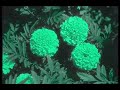 Nirvana - Marigold