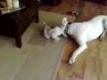 amerikaansebulldog king vs django ab pup 10weeken