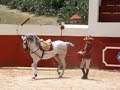 Dressage Stallions Spain