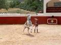 Dressage Stallions Spain
