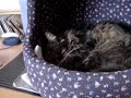 Beau at home 3