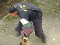 Canil da Guarda Portuaria de Santos, Cão Phelps, Malinois, treinamento célula