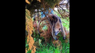 Corpoboyacá libera una Tamandua Mexicana