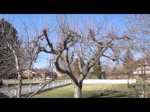 how to prune an apple tree