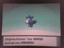 Murkrow
