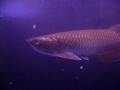 YOUNG - Pearl Jardini Arowana