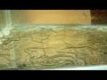 うな丼動画8