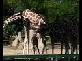 new-giraffe-at-denver-zoo.html