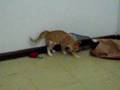 videos de Mel e o ratinho