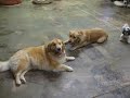 Cassie and Duncan....it\