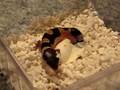 Watch 'Neues Video Leopardgecko schlüpft'
