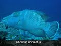 Tubbataha Reef - New7wonders