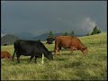 Senderismo en Bulgaria 2010 ( Los Rodopes)