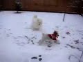 dogs snow movie.mov