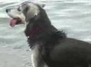 Fetch doggy fetch (swim) Fetch doggy fetch (swim)
