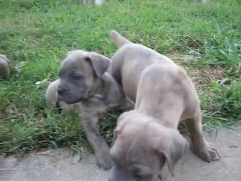 cane corso