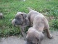 Illusion X Deven - Blue Moon Cane Corso Puppies 1 - [6 wks]