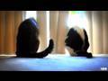 Cats of Autumn - Music Video