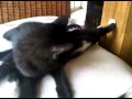 Click here to watch this video Darth Vader & Amidala Kätzchen 3