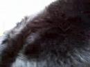 Bernese Amelie Caterpillar