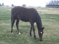 Isabeau 12-21-7 Isabeau 12-21-7