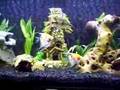 young plecostomus L52