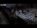 Attenborough - Midnight Snack: Snake Attacks Mouse - Bbc Wildlife