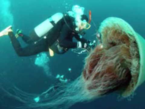 how to grow jellyfish