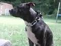 Brindell Pitt MAMA