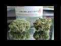 theWEEDreport.com STRAWBERRY KUSH !!! The WEED Report Episode #23 New Media Superstar Dave Warden makes his triumphamnt return to the world's most popular WEED show with the help of CBS news and STRAWBERRY KUSH! See more bubba kush The WEED Report Episode #23 dave warden thc marijuana chronic dank buds blunt purple smoke