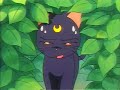 sailor moon stars 181 a  audio latino por anmexiars 