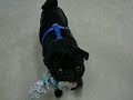 GAGNE THE PUG - THIRSTY THAN A MOFO! GAGNE THE PUG - THIRSTY THAN A MOFO!