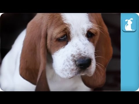 hound - Watch these adorable Basset Hound puppies running around and being awesome! Subscribe to The Pet Collective: http://bit.ly/tpcsub Facebook: http://www.facebo...