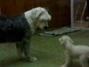 Caniche toy