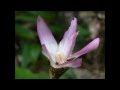 Peruvian Amazon - YouTube