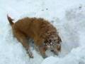 videos de Casey dig 2.AVI